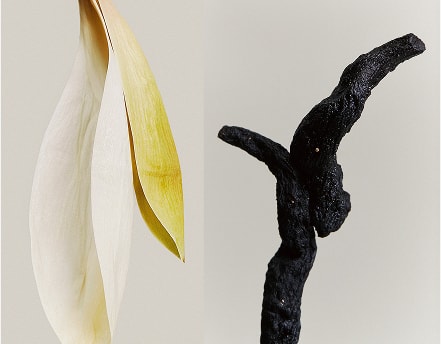Plant Ingredients – Lotus Seed, White Lily, Rehmannia