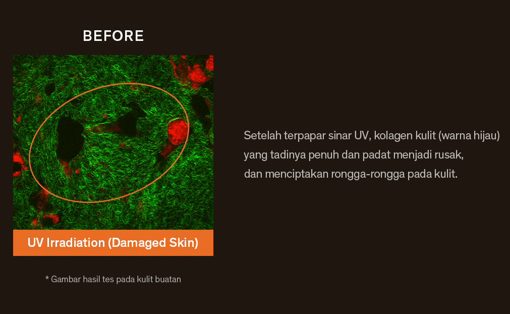 The image shows the results of the collagen restoration artificial skin test.