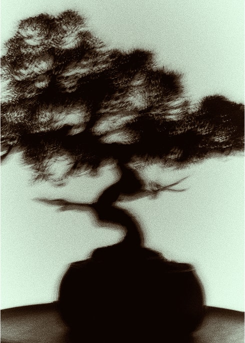 한국 전통 분재와 함께하는 사색