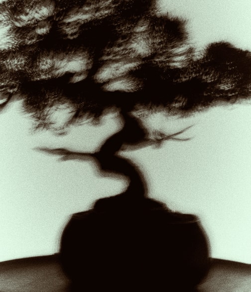 밝은 배경에 어둡게 조명된 분재 나무