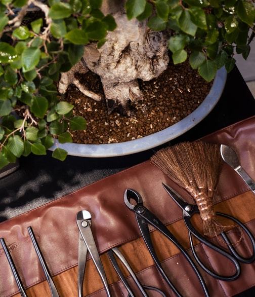 화분에 심어진 분재 나무와 분재 관리 도구들
