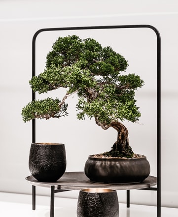 현대적인 스탠드에 전시된 향나무 차경