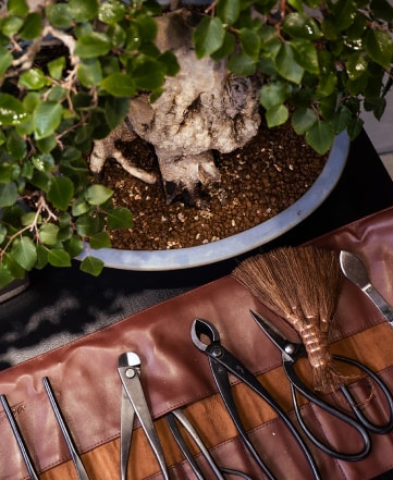 화분에 심어진 분재 나무와 분재 관리 도구들