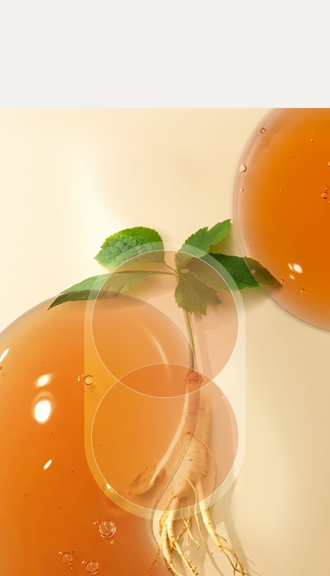 인삼과 앰버색 액체 방울을 보여주는 원료 이미지
